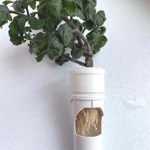 May include: A white hydroponic planter with a green leafy plant. The planter is made of PVC pipe and has a rectangular opening to view the roots. The plant's stem is inserted into the top of the planter.