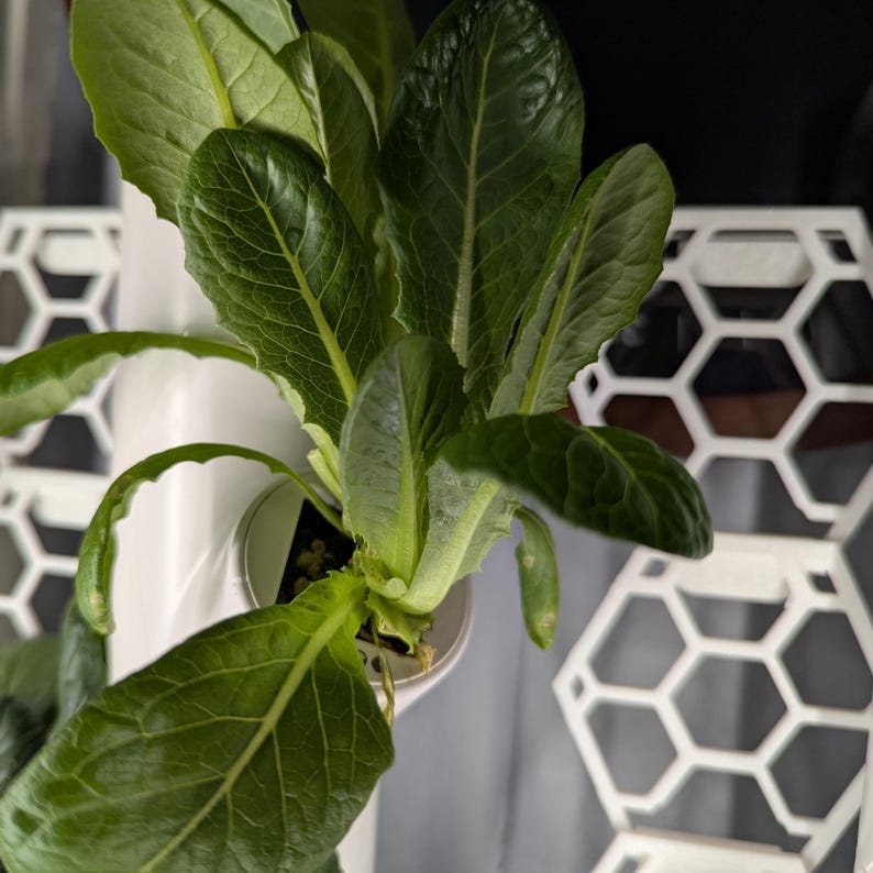 May include: Close-up of a green leafy plant growing in a white pot. The plant is surrounded by a white honeycomb-shaped structure.