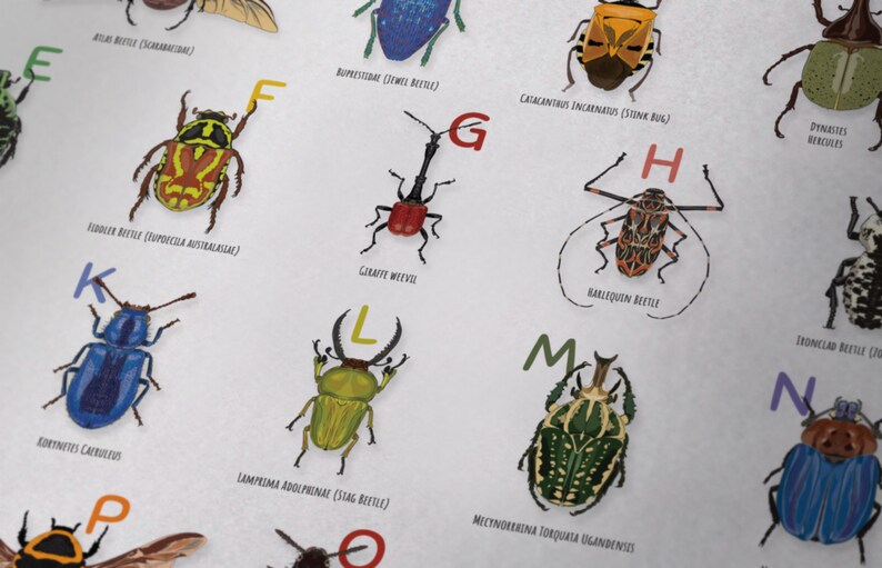 Alphabet Beetles Illustrations Print Vertical ABC Poster - Etsy Israel