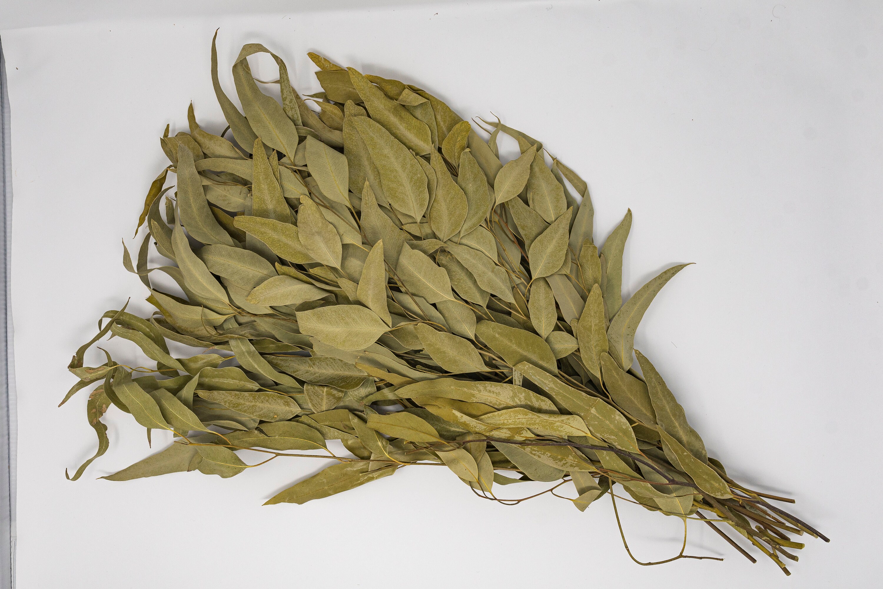 Eucalyptus Parvifolia Botte