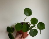 Pilea pepermioides (Chinese money plant)