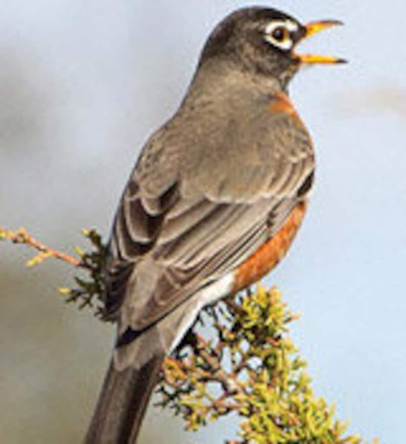 Robin / Cardinal Nesting Box Veteran Made - Etsy