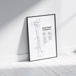 May include: A black and white anatomical illustration of the femur bone with labeled muscle attachments. The illustration is framed in a black frame and is hanging on a white wall.
