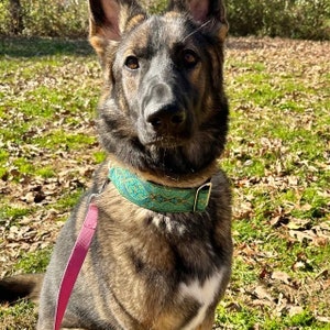 K&ouml;nnte beinhalten: Ein brauner und schwarzer Deutscher Sch&auml;ferhund mit einem wei&szlig;en Fleck auf der Brust tr&auml;gt ein t&uuml;rkisfarbenes und goldenes Halsband mit einem rosa Halsband. Der Hund sitzt in einem grasbewachsenen Bereich mit heruntergefallenen Bl&auml;ttern.
