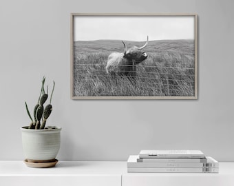 Highland Cow Photograph: Black and White Scottish Coo Art Print