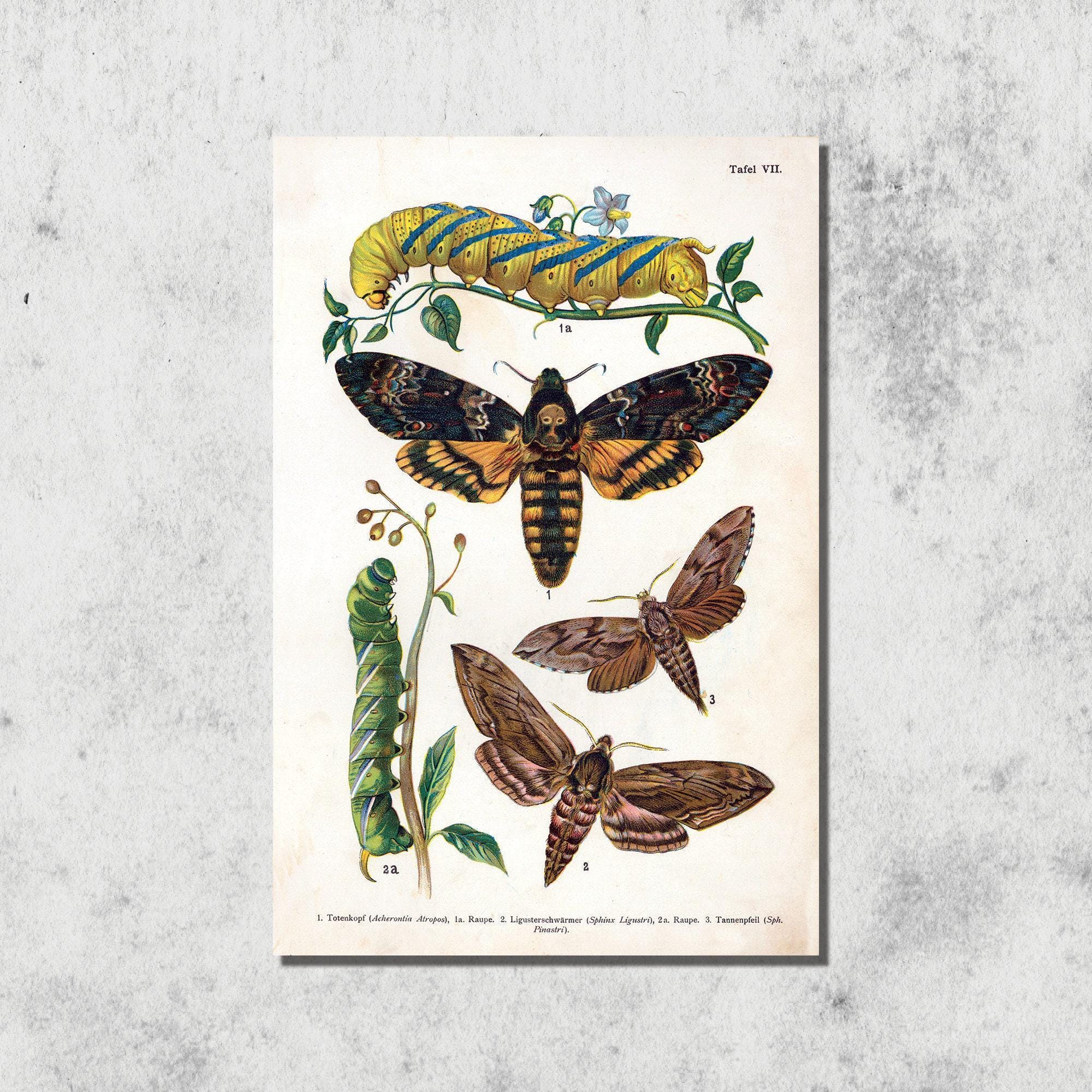Death's Head Hawk Moth Vintage Illustration Art Print - Etsy