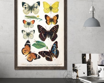 Vintage Butterfly Poster, Butterfly Print, Butterfly Wall Art, Butterfly Art, Antique Butterfly, Insect Print, Assorted Butterflies