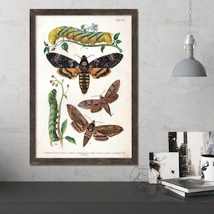 Death&#39;s Head Hawk Moth Vintage Illustration Print, Moth Art, Insect Print, Moth Print, Moth Wall Art, Vintage Moth Art, Butterfly Print