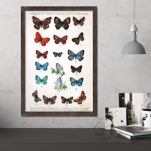 Vintage Butterfly Print, Butterfly Wall Art, Butterfly Poster, Vintage Print, Antique Butterfly, Insect Print, Assorted Colorful Butterflies