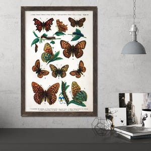 Vintage Butterfly Wall Art, Butterfly Print, Butterfly Art, Vintage Print, Insect Print, Antique Butterfly, Book Print, Orange Butterflies