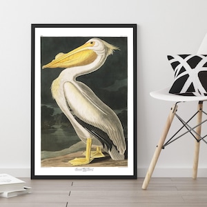 White Pelican Print | John James Audubon Vintage Bird Illustration
