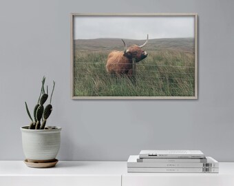 Highland Cow Original Photograph Art Print | Scotland | Canvas, Fine Art Prints & Posters