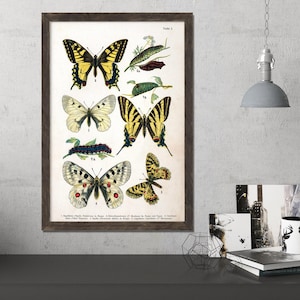 Vintage Butterfly Print, Butterfly Wall Art, Butterfly Poster, Vintage Print, Antique Butterfly, Insect Print, Yellow Butterflies