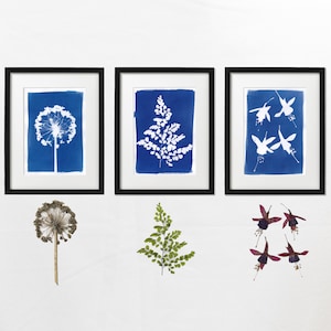 May include: Three framed cyanotype prints of botanical subjects. The prints are in black frames and are hung on a white wall. The subjects are a fern, a flower, and a dandelion.