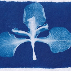 May include: A cyanotype print of a white flower with three petals. The flower is centered in the image and has a blue background.