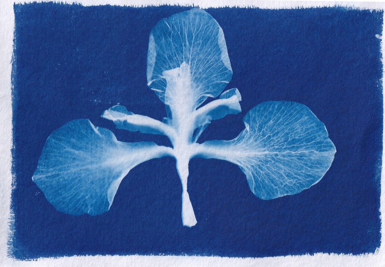 May include: A cyanotype print of a white flower with three petals. The flower is centered in the image and has a blue background.