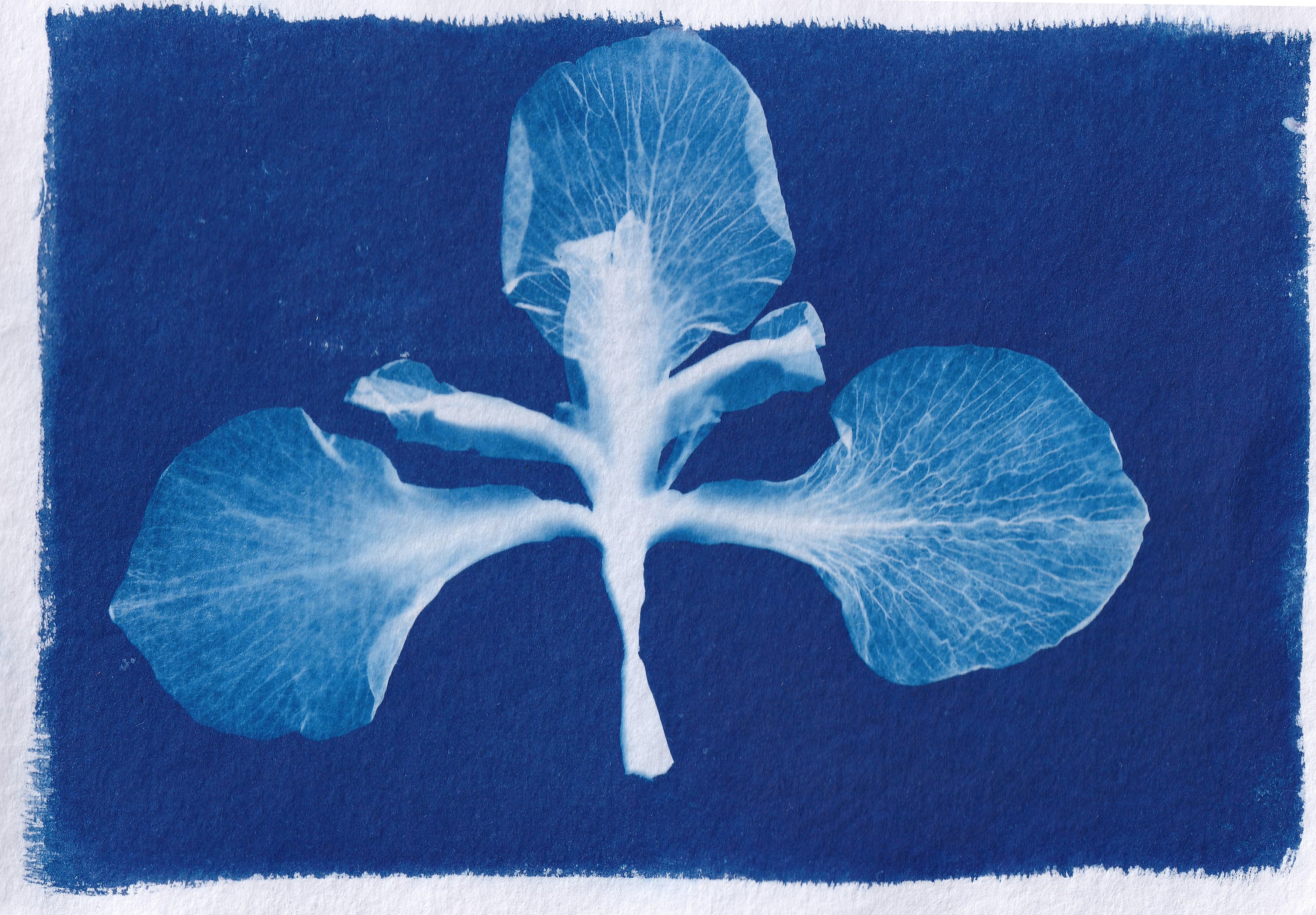 Cyanotype Paper Etsy
