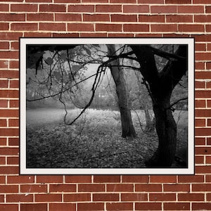 Haunted Tree | Downloadable Printable Art | Wall Art | Landscape Photography | USA | Color Print | Midwest | Indiana