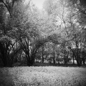 Hidden Orchard | Downloadable Printable Art | Wall Art | Landscape Photography | USA | Color Print | Midwest | Indiana