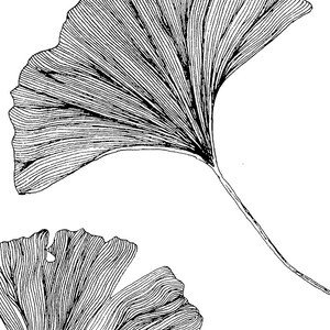 Puede incluir: Dos dibujos en blanco y negro de hojas de ginkgo. Las hojas est&aacute;n dibujadas con un estilo detallado, mostrando las venas y la forma de las hojas.