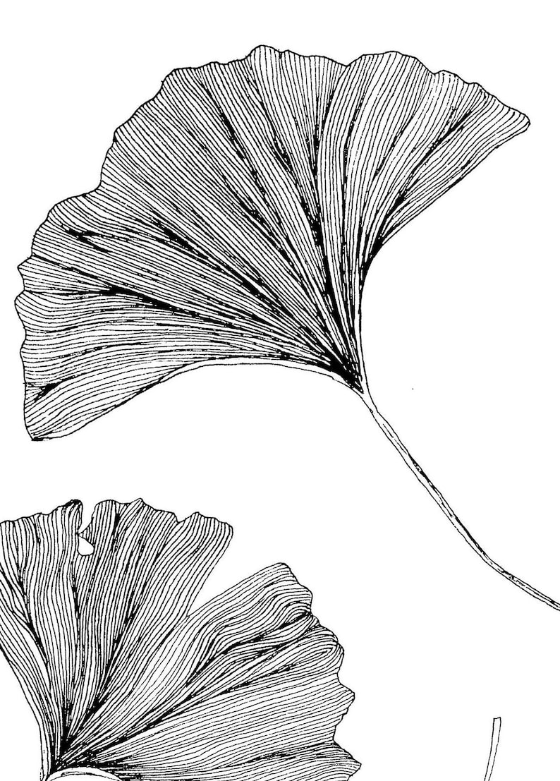 Puede incluir: Dos dibujos en blanco y negro de hojas de ginkgo. Las hojas est&aacute;n dibujadas con un estilo detallado, mostrando las venas y la forma de las hojas.