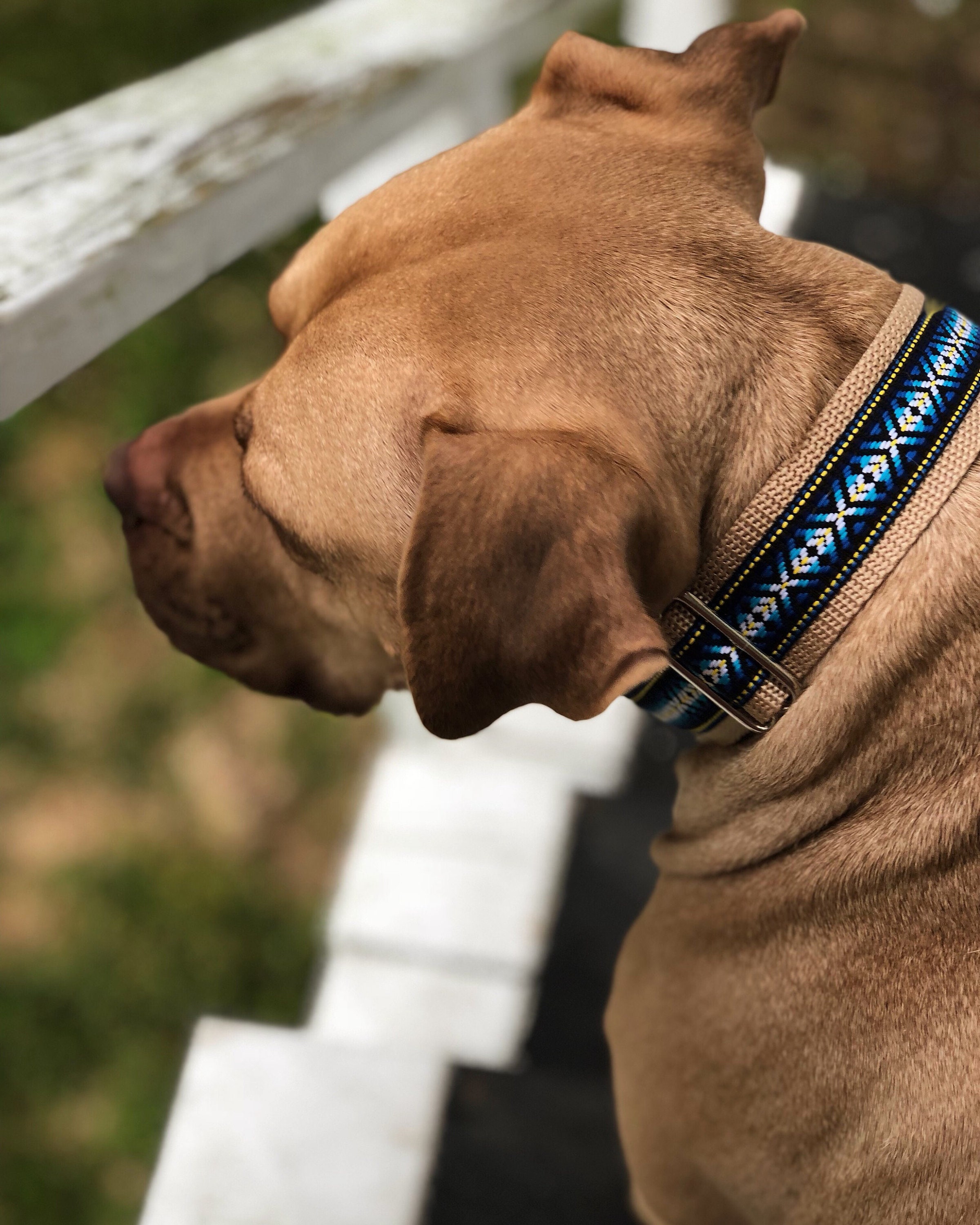 South Padre Dog Collar