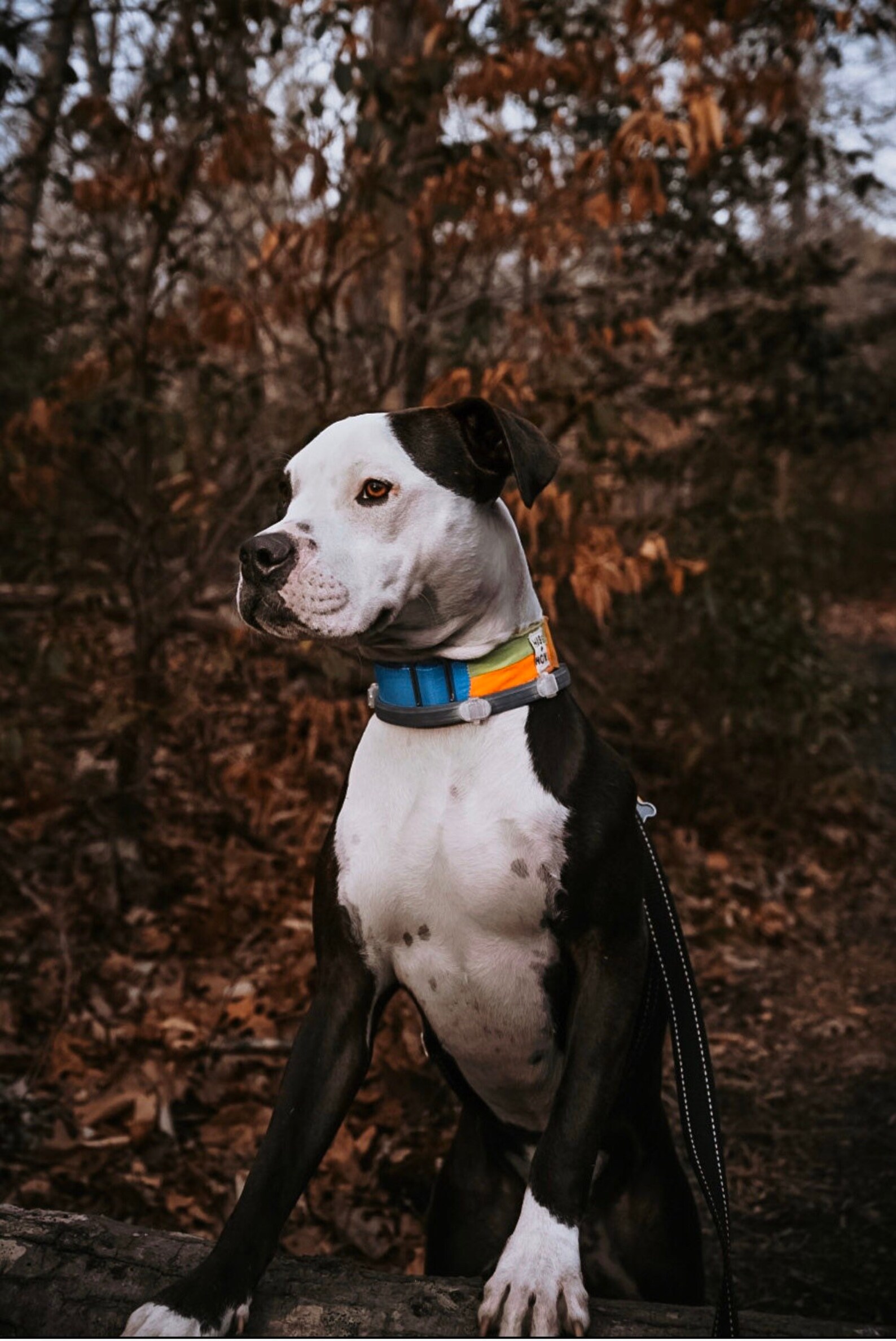 Color Block Dog Collar Bright Etsy