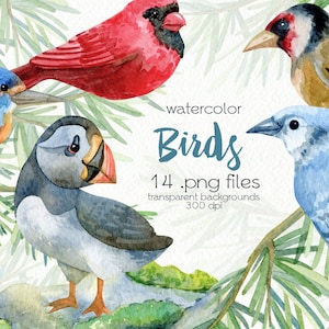 Aquarelle Oiseaux Clipart / Cardinal, Macareux moine, Martin-pêcheur, Geai, Chardonneret, Pigeon / Fichiers PNG numériques / Téléchargement instantané