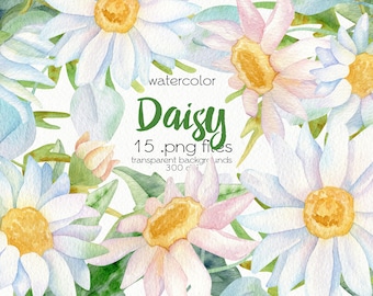 Akwarela Daisy Flower Clipart / Dzikie kwiaty, Rumianek / Kwiatowe ClipArt / Pliki PNG / Natychmiastowe pobieranie