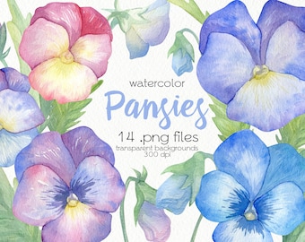 Akvarell pensé Clipart / Viol / Vårblommor / PNG-filer / Direktnedladdning