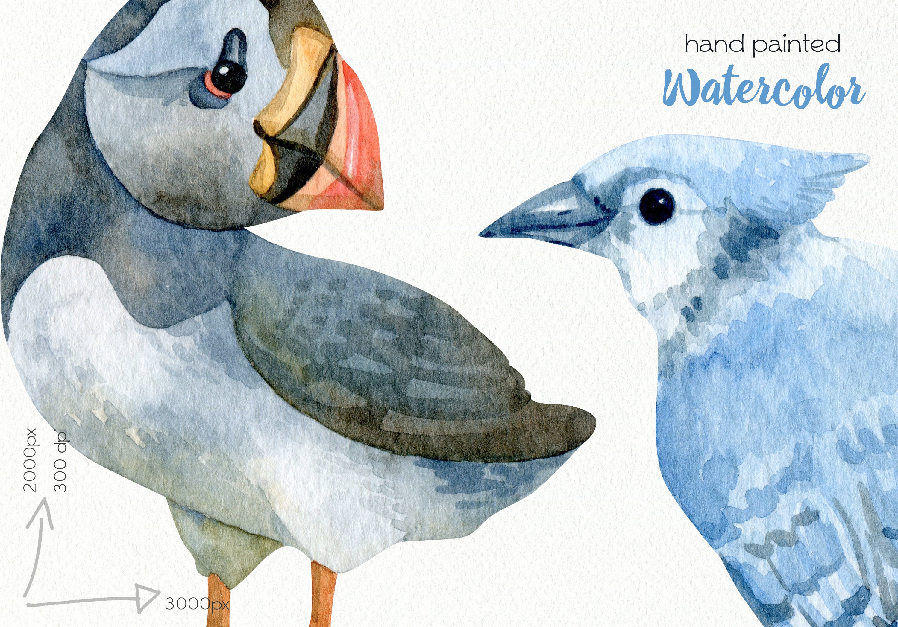 Watercolor Birds Clipart / Cardinal, Atlantic Puffin, Kingfisher, Jay ...