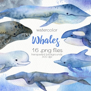 Watercolor Whales Clipart / Ocean Animals / Marine Mammals / Humpback Whale, Sperm Whale, Beluga / Digital PNG Files / Instant Download
