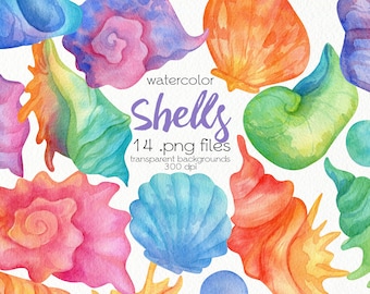 Watercolor Seashells Clipart / Summer Beach / PNG Files / Instant Download