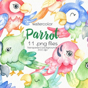 Acquerello Parrot Clipart / Exotic Bird / PNG Files / Instant Download