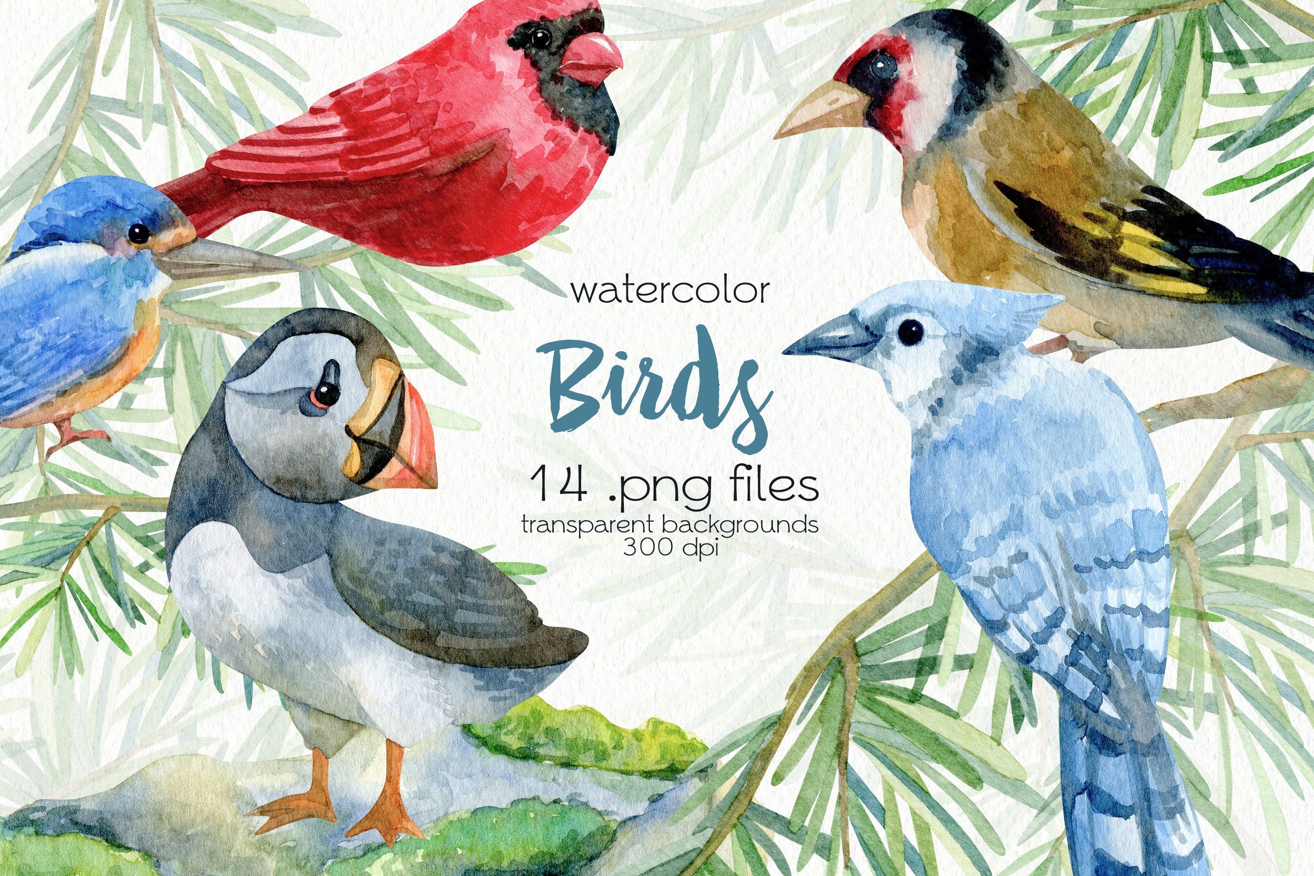 Watercolor Birds Clipart / Cardinal, Atlantic Puffin, Kingfisher, Jay ...