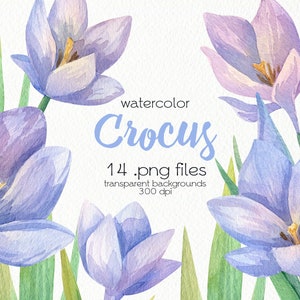 Aquarell Krokus Clipart / Lila Blumen / Frühlingsblumen / PNG Dateien / Instant Download