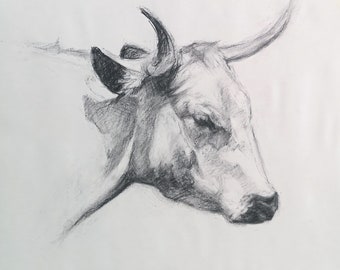 ORIGINAL White Park Cow Charcoal Drawing - 20" x 16"