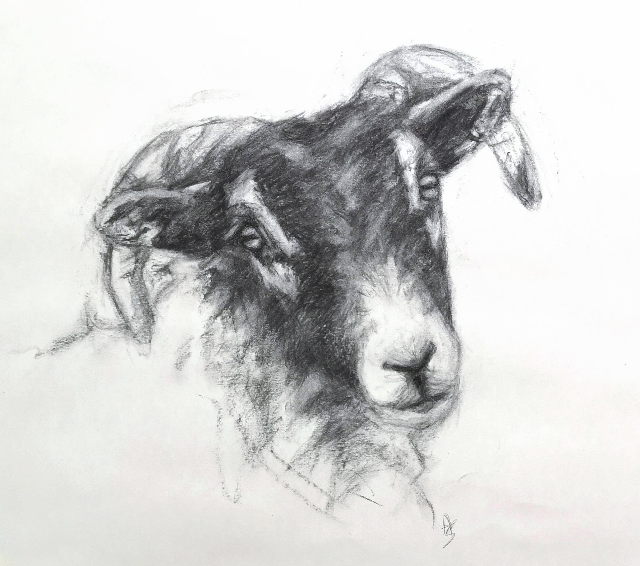 ORIGINAL Swaledale Sheep Charcoal Drawing - Art by Artist