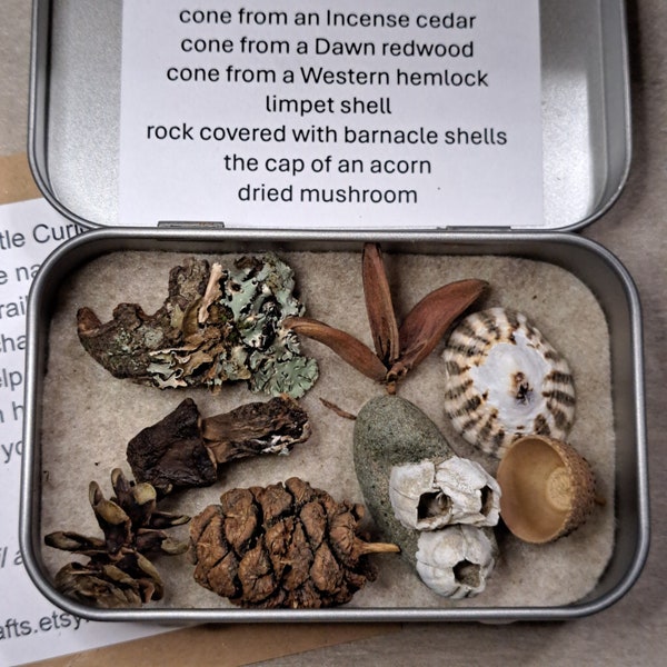 Little Curiosity Box of Nature Finds from Puget Sound. Curiosities, Keepsake, Souvenir, Puget Sound Treasures, STEM, Home School, Game