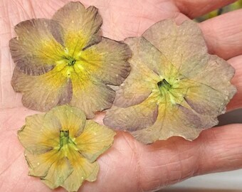 18 Pressed Pansy Flowers. Resin Pours Jewelry Cabochons Soap Candles Cards Bookmarks Journals Framing Art