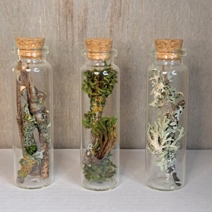 Moss and Lichen Stick Specimens in Apothecary Bottles. Keepsake Gift Souvenir Teacher Gift Collection STEM Curiosities Meditation Altar