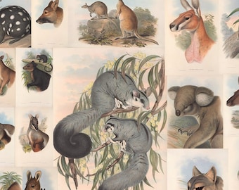 150+ The Mammals of Australia Illustrations, HQ Wildlife Poster, Animals, Vintage, Koala, Mouse, Kangaroo, Ephemera Poster, Commercial use