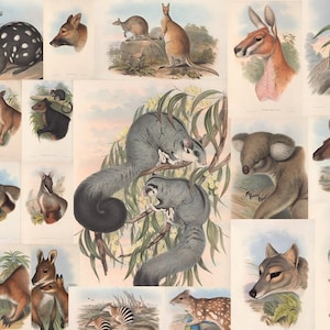 150+ The Mammals of Australia Illustrations, HQ Wildlife Poster, Animals, Vintage, Koala, Mouse, Kangaroo, Ephemera Poster, Commercial use