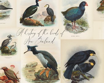 30+  Illustrations, A history of the birds of New Zealand, by Johannes Keulemans, Naturalist Ornithology Wall Art, wall art Posters