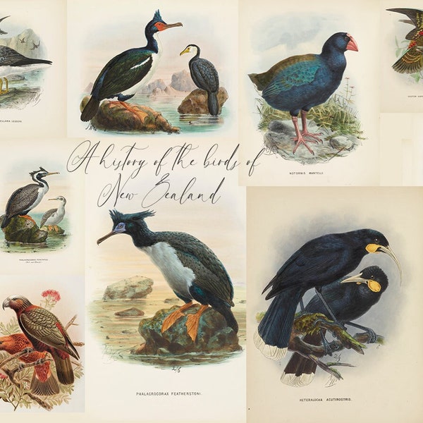 30+  Illustrations, A history of the birds of New Zealand, by Johannes Keulemans, Naturalist Ornithology Wall Art Vintage, Antique Posters