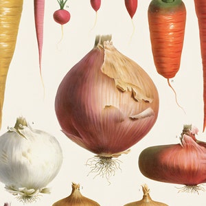 May include: A vintage botanical illustration featuring various root vegetables. The image showcases a variety of onions, carrots, and radishes in shades of red, orange, and white. The vegetables are arranged against a cream-colored background.