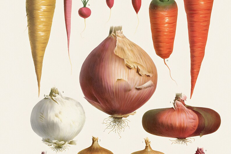 May include: A vintage botanical illustration featuring various root vegetables. The image showcases a variety of onions, carrots, and radishes in shades of red, orange, and white. The vegetables are arranged against a cream-colored background.