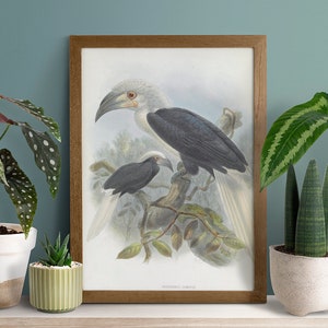 May include: A framed print featuring two hornbills, one larger and one smaller, perched on a branch. The birds have white heads, dark gray bodies, and long, curved beaks. The print is in a wooden frame and is surrounded by potted plants.