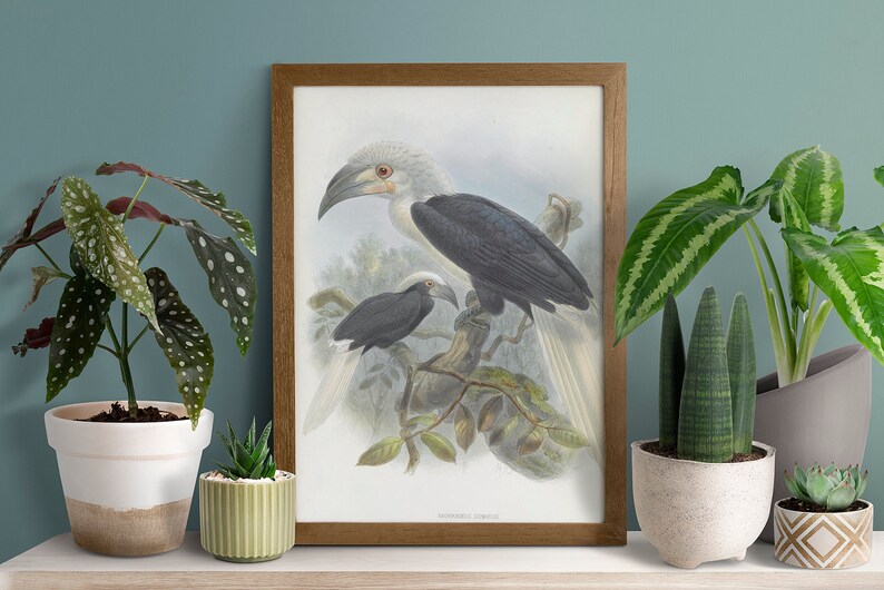 May include: A framed print featuring two hornbills, one larger and one smaller, perched on a branch. The birds have white heads, dark gray bodies, and long, curved beaks. The print is in a wooden frame and is surrounded by potted plants.