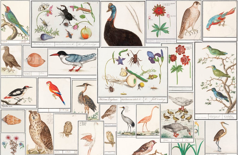 100 Anselmus Boetius de Boodt Part 2 Botanical Insect Garden Vintage Illustration Digitally Enhanced Printable Digital Download zdjęcie 5